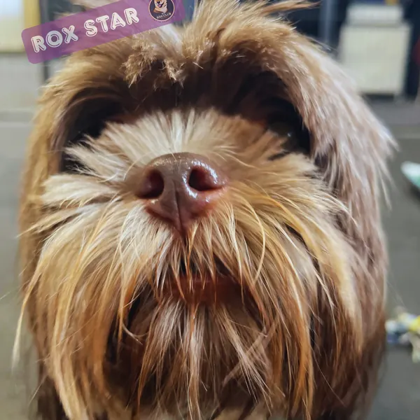 Rox Star: shaggy Shih Tzu mix at K9 Rox Club Las Vegas